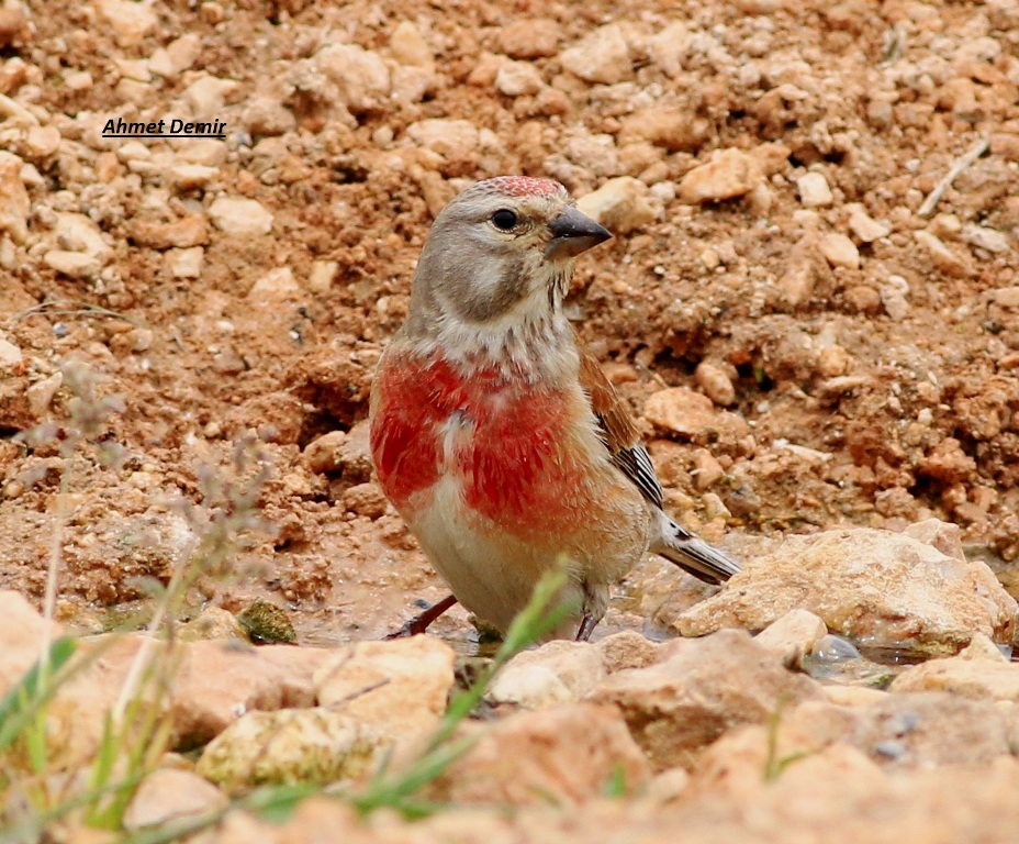 Eurasian Linnet